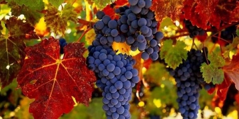 Kako pokriti grožđe za zimu u regiji volga